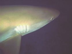 I love this picture of a Caribbean Reef shark that I took... by Allyssa Arnold 